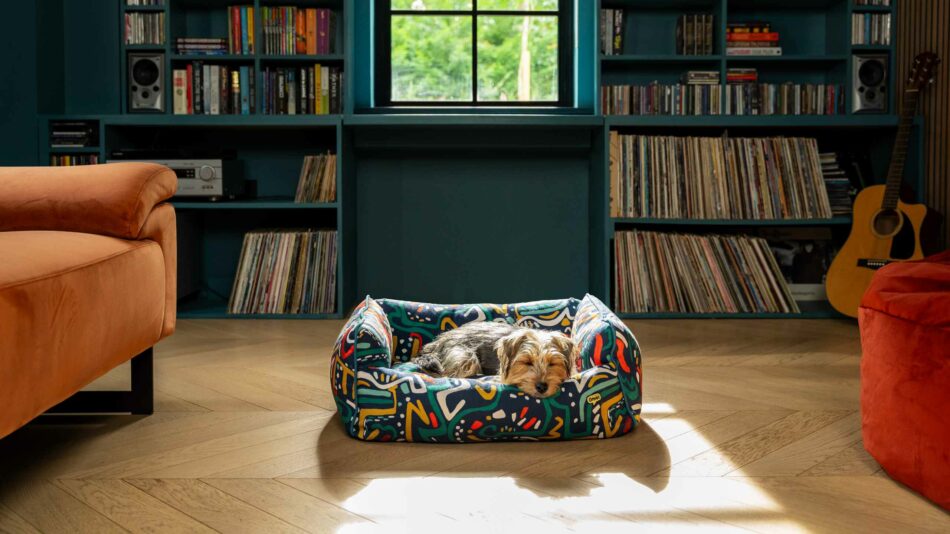 7 cose che non sapevate sul sonno dei cani - Terrier che dorme nella cuccia Nido di Omlet della collezione Mischief