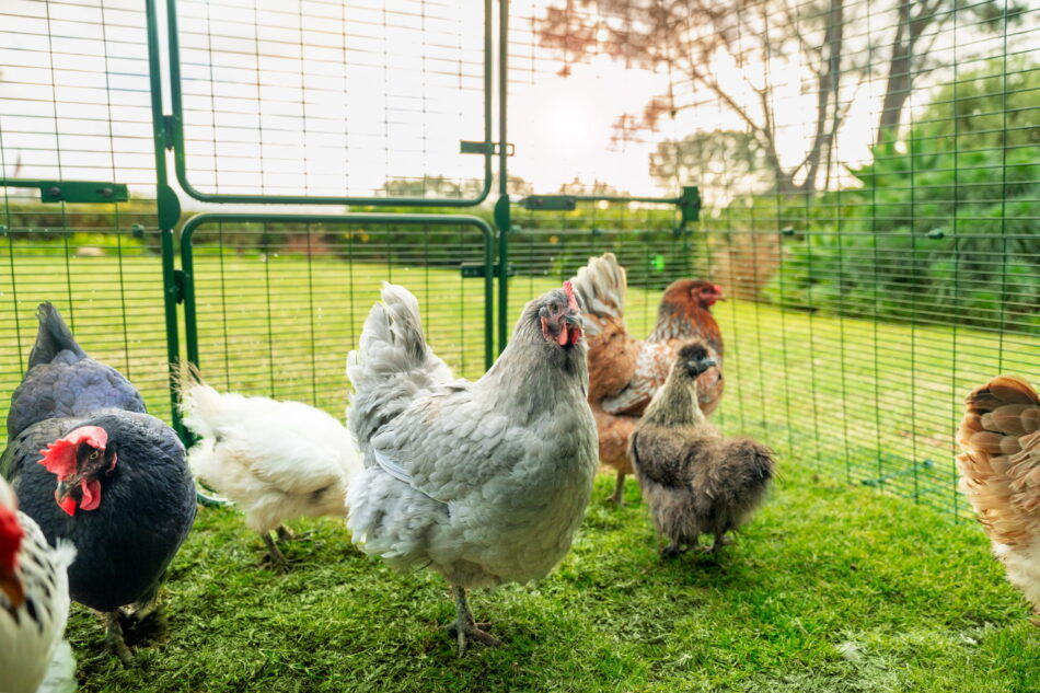 chickens in a walk in run