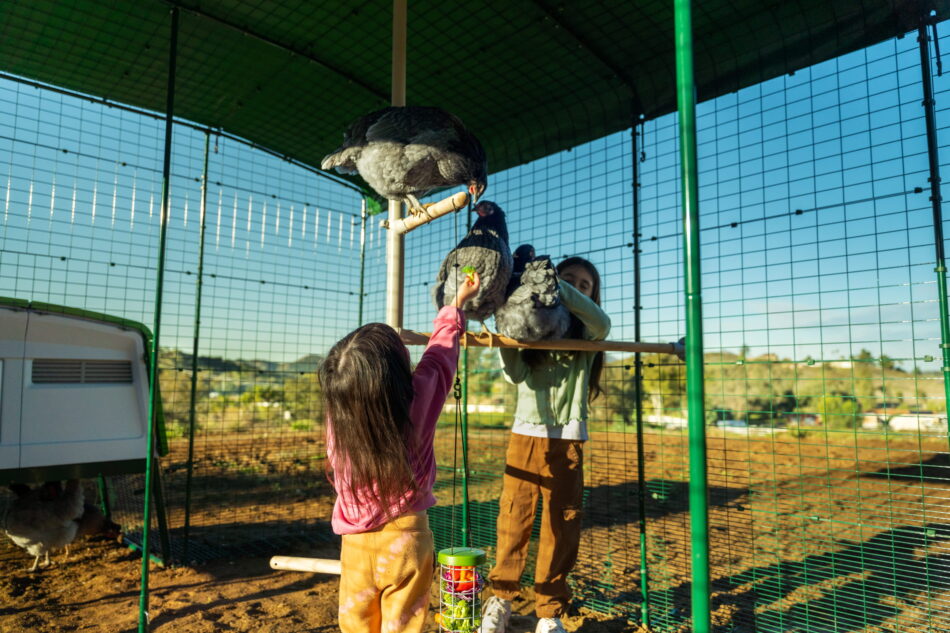 young girl petting a chicken on a perch