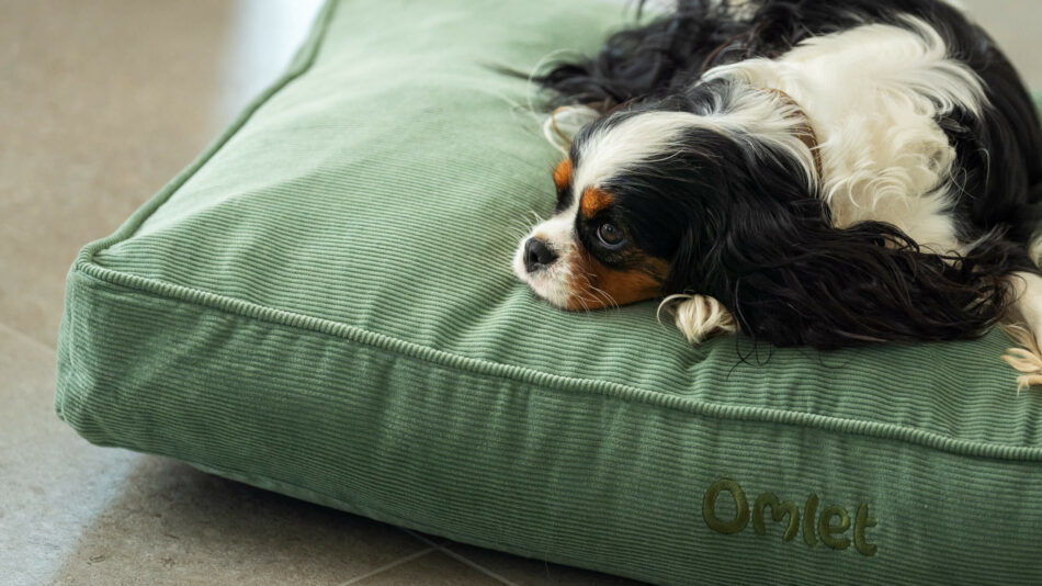 En liten hund sover på Omlets kuddsäng