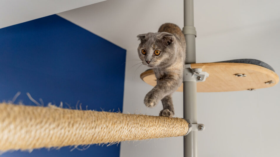 Cat walking along the scratcher of of the Omlet Freestyle Cat Tree