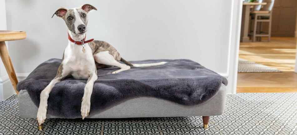 Big dog on the Omlet Topology dog bed