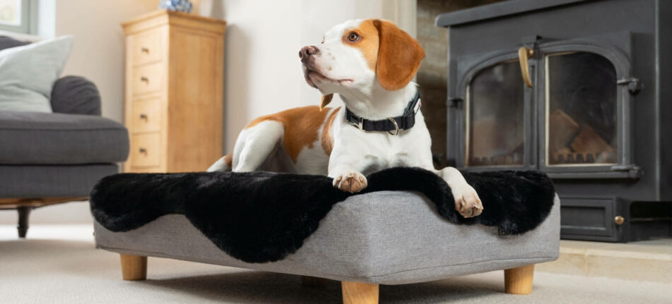 Dog on the Omlet Topology dog bed