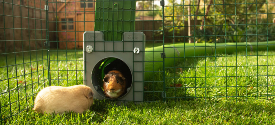 Guinea pigs playing in the Zippi Tunnel System