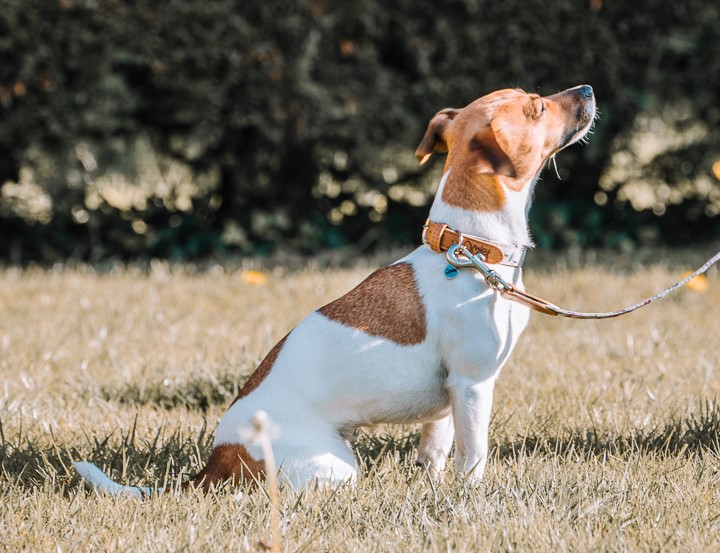 Ein Hund trägt beim Spazierengehen ein Halsband von Omlet