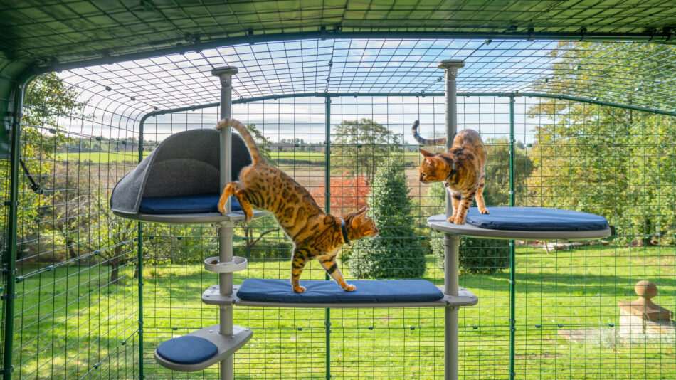 Two cats on Freestyle in Omlet Catio