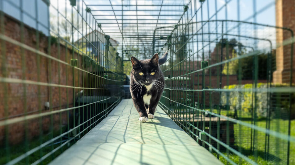 Black cat walking through the Omlet Catio tunnels in the summer