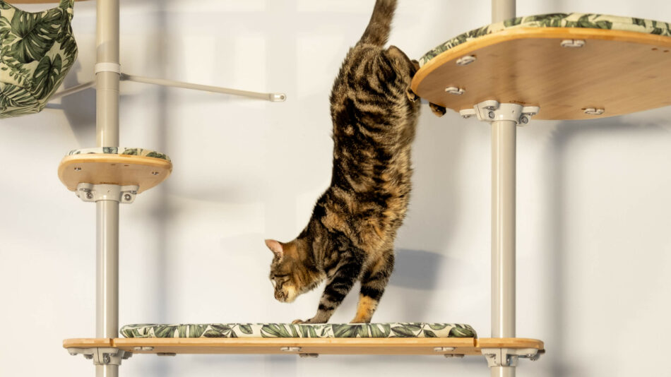 Cat climbing down the indoor Freestyle cat tree