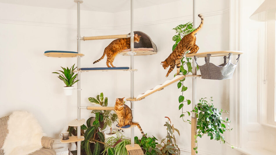 Cats climbing on the Omlet indoor Freestyle cat tree