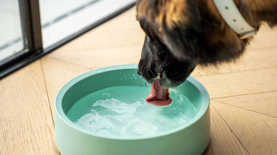 En hund dricker från Omlets hundskål i melaminplast