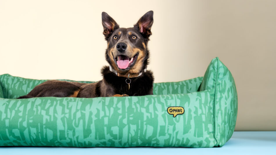 Dog on the Omlet Nest bed from the great outdoors collection