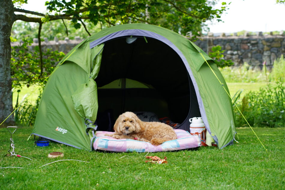 Dog on the Omlet cushion bed whilst on a camping trip