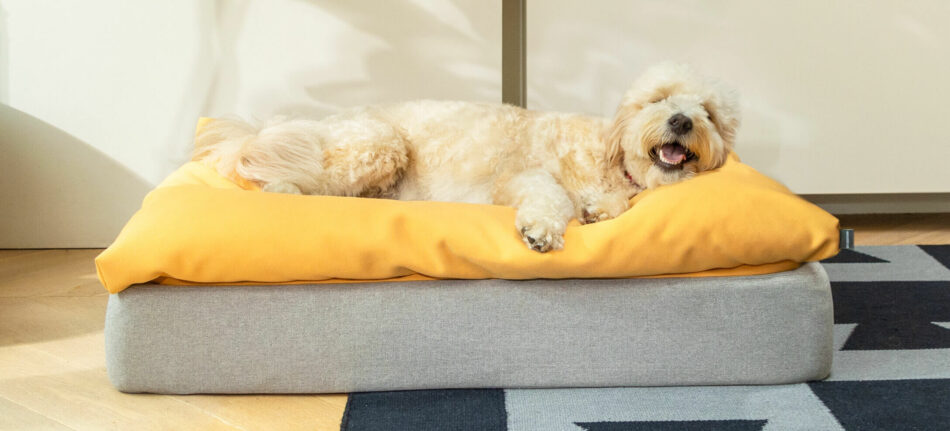 En hund vilar på Omlets Topology hundsäng med en gul bäddmadrass