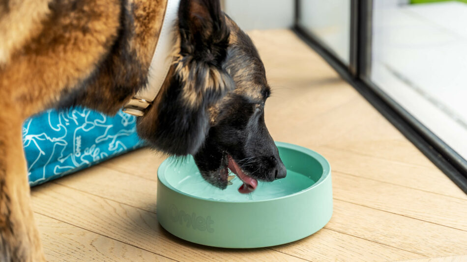 German Shepherd drinking out of the Omlet dog bowl
