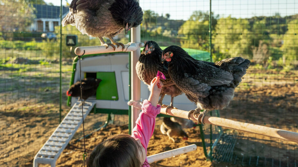 Girl feeding hens sat on the Omlet poletree