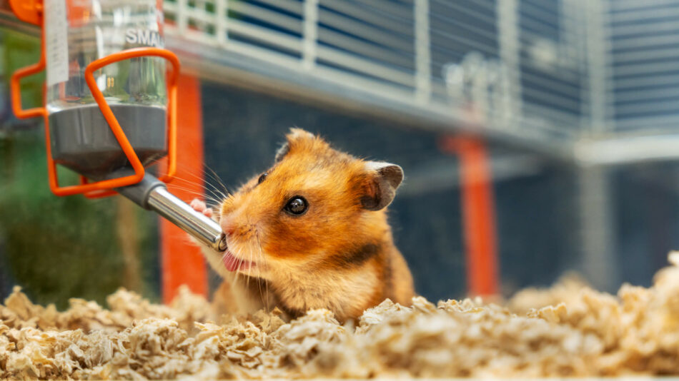 Hamster drinkt uit de Omlet drinkbak in de hamsterkooi