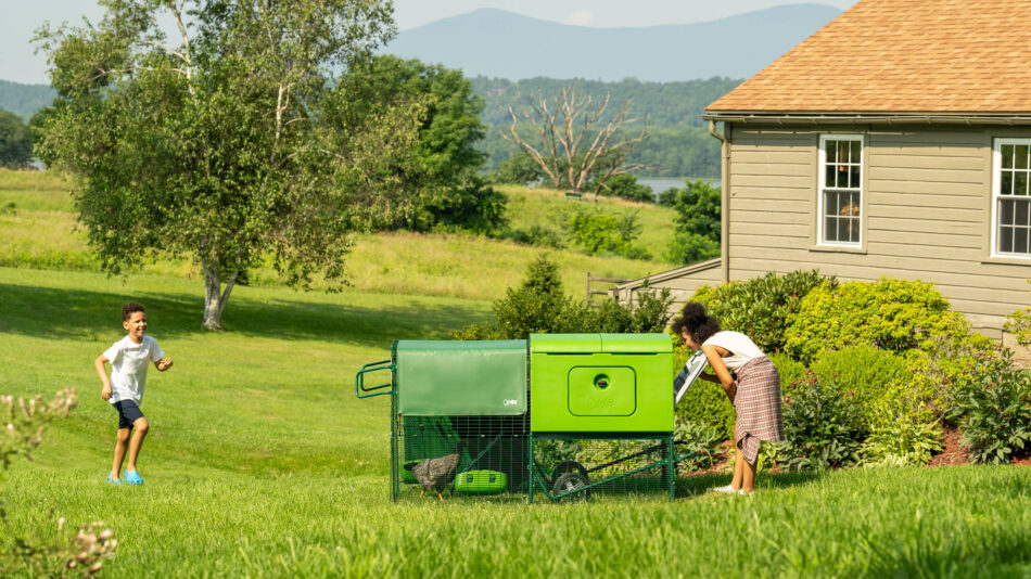 Woman looking inside the Eglu cube in the yard