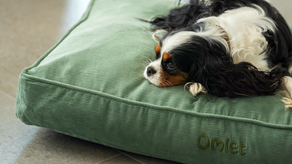 Small dog sleeping on the Omlet cushion bed