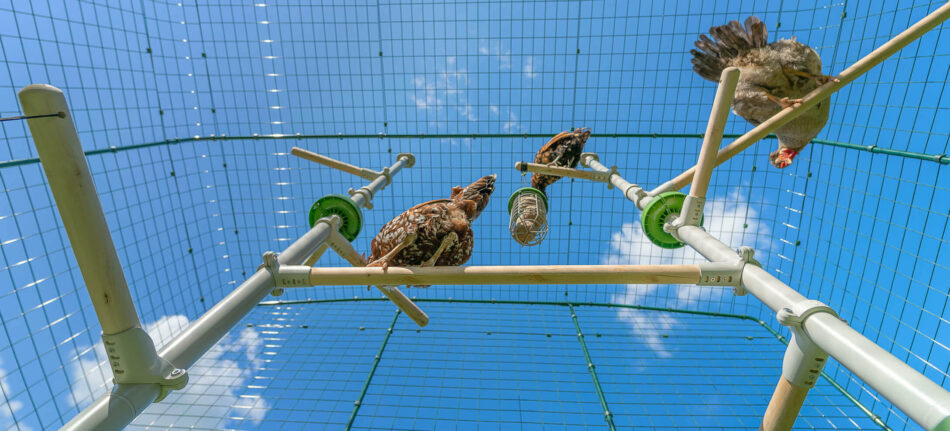 Chickens playing on the Omlet PoleTree inside the Walk In Run