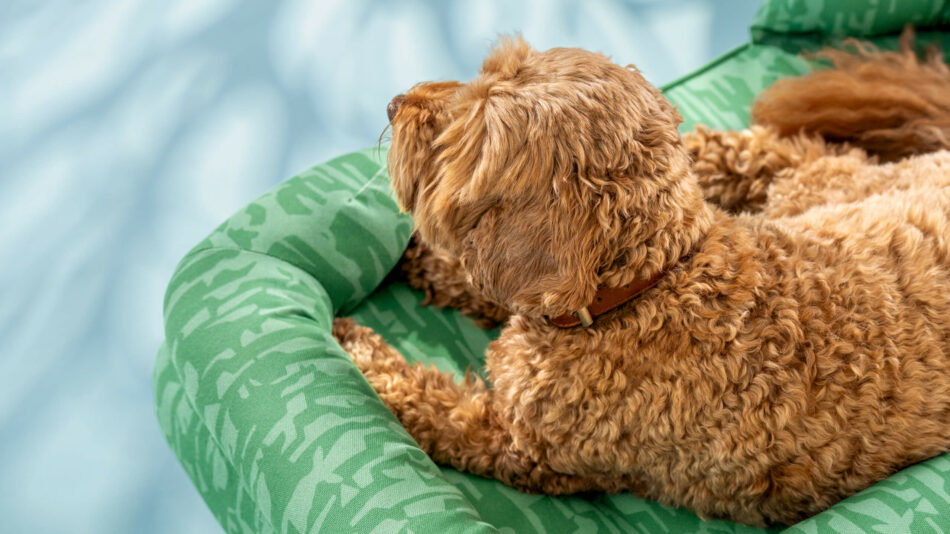 Cockapoo on the Omlet Bolster bed from the great outdoors collection