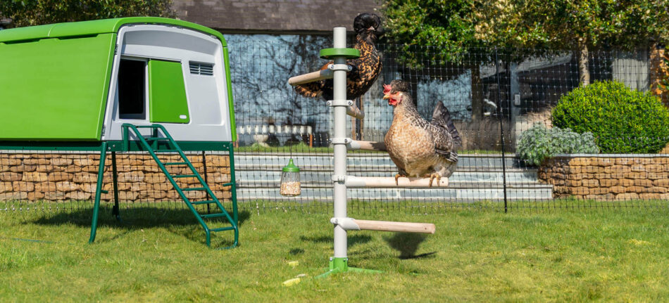 Freestanding chicken perch next the Eglu Cube inside chicken fencing