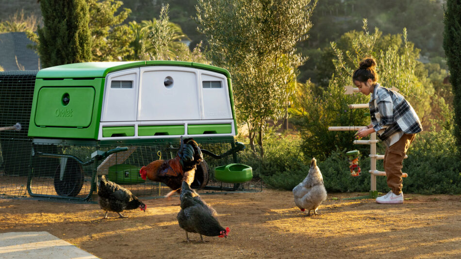 The Omlet Eglu Pro with chickens roaming and girl feeding