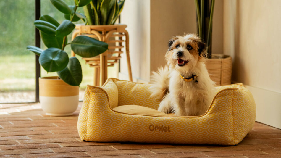 Dog sat in the Omlet nest bed looking out