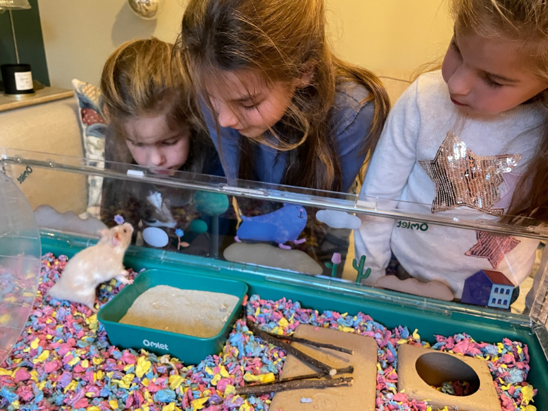 Filles qui regardent leur hamster de compagnie dans la cage Hamster Home d’Omlet