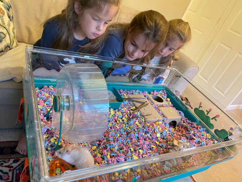 Filles qui regardent dans la cage Hamster Home d’Omlet