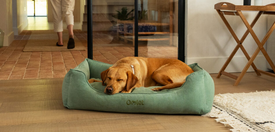 Labrador on green Omlet Nest bed