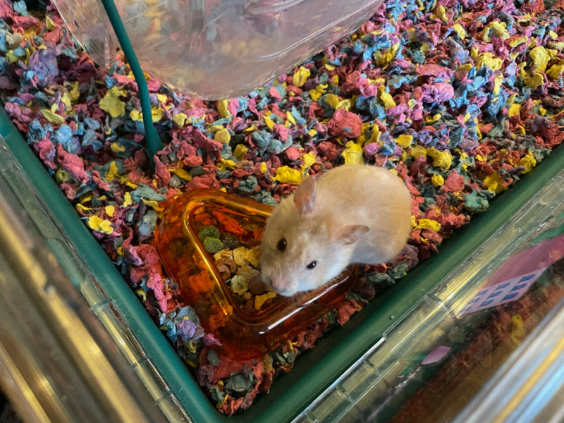 Pet hamster in the Omlet Hamster Habitat