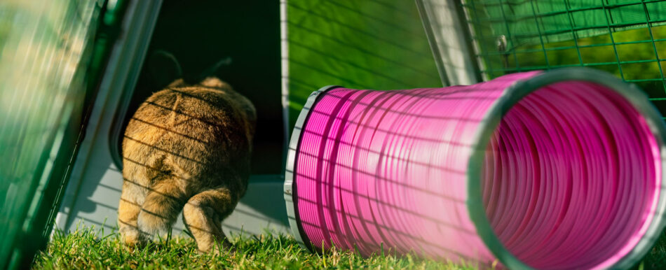 Rabbit hopping into the Omlet Eglu Go