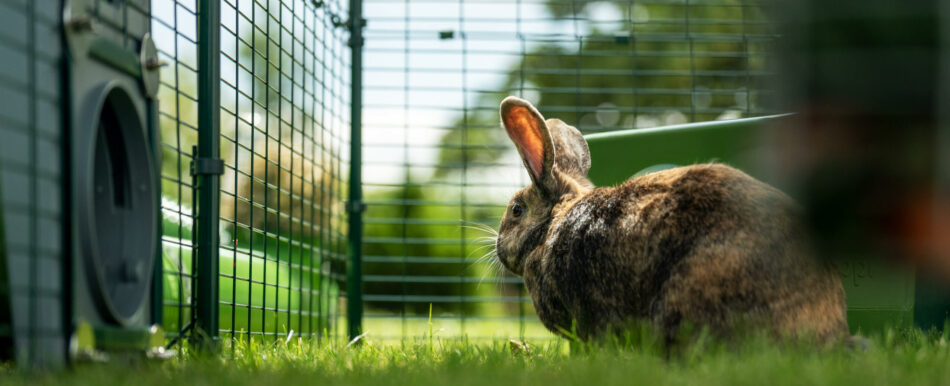 Rabbit in the Omlet Zippi playpen with Zippi Tunnel System