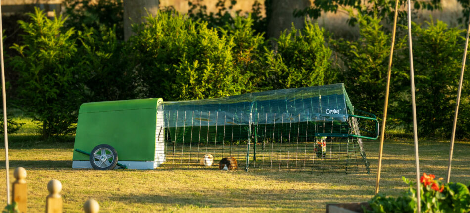 Guinea pigs in the Eglu Go hutch