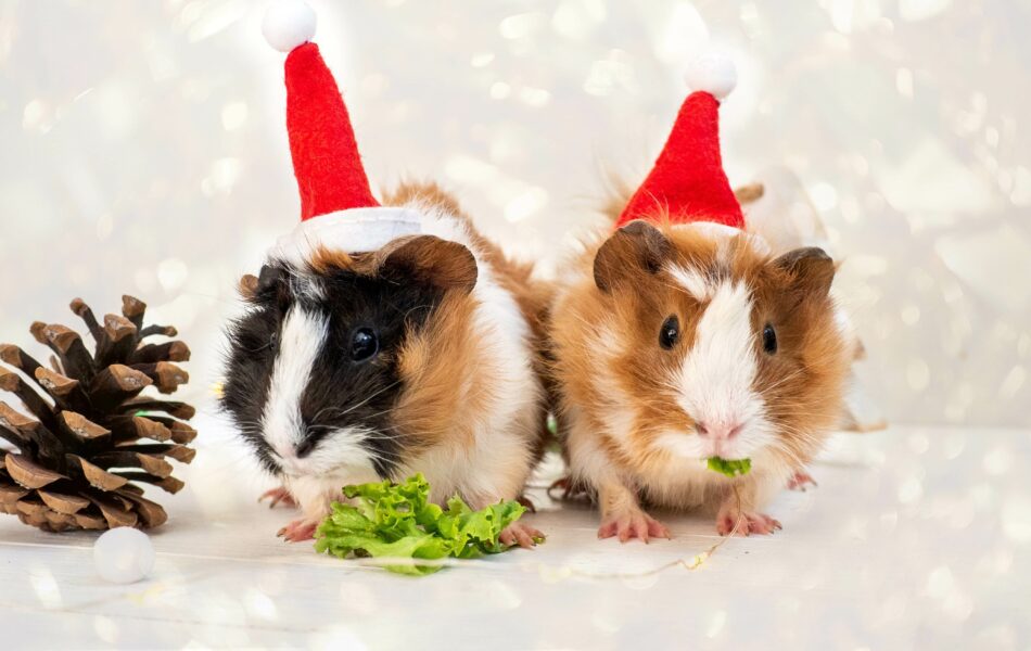 Guinea pigs Christmas hats eating Christmas treats