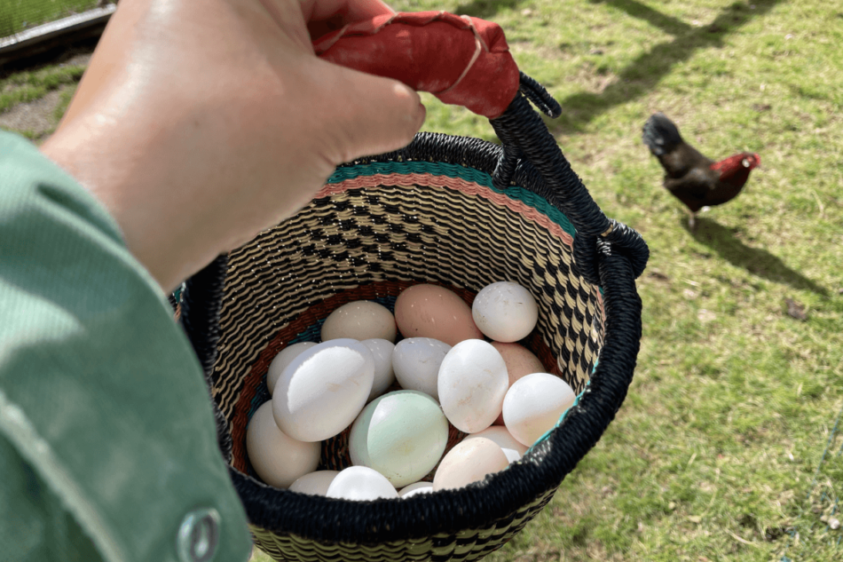 Chicken eggs in a basket