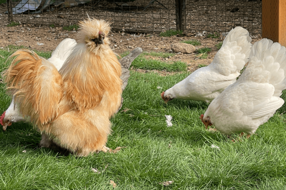 Chickens grazing on some grass