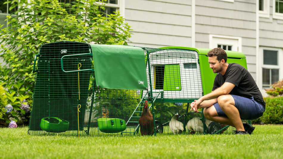 Chicken behavior - man crouched down by the Eglu Cube