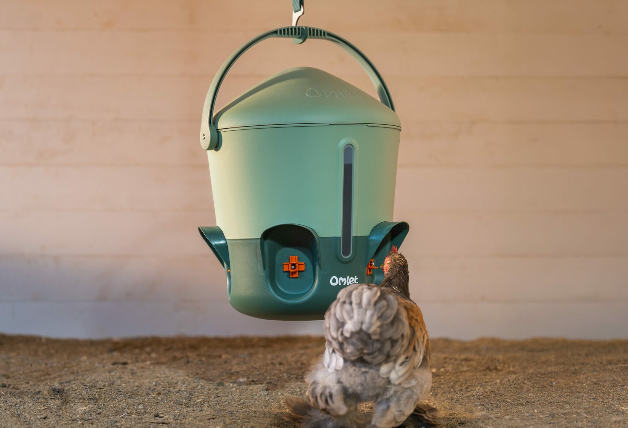 Training hens to use a chicken nipple waterer