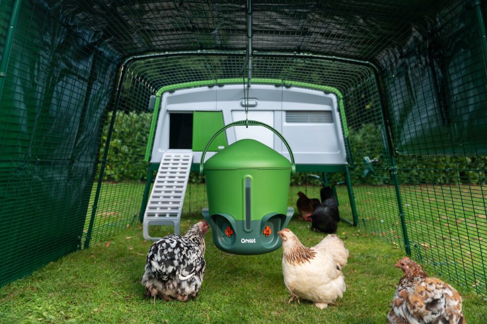 chickens in eglu pro run drinking from hanging chicken waterer