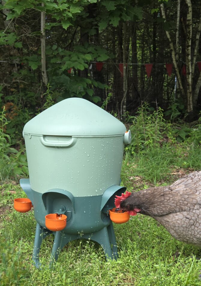 Chicken drinking out of the Omlet Waterer