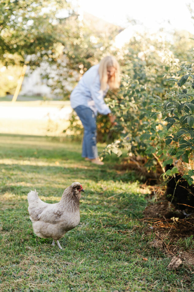 Woman tending to her garden with chicken walking on the grass