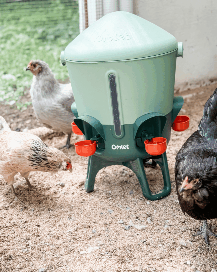 Omlet Insulated Chicken Waterer in sage with chickens around it 