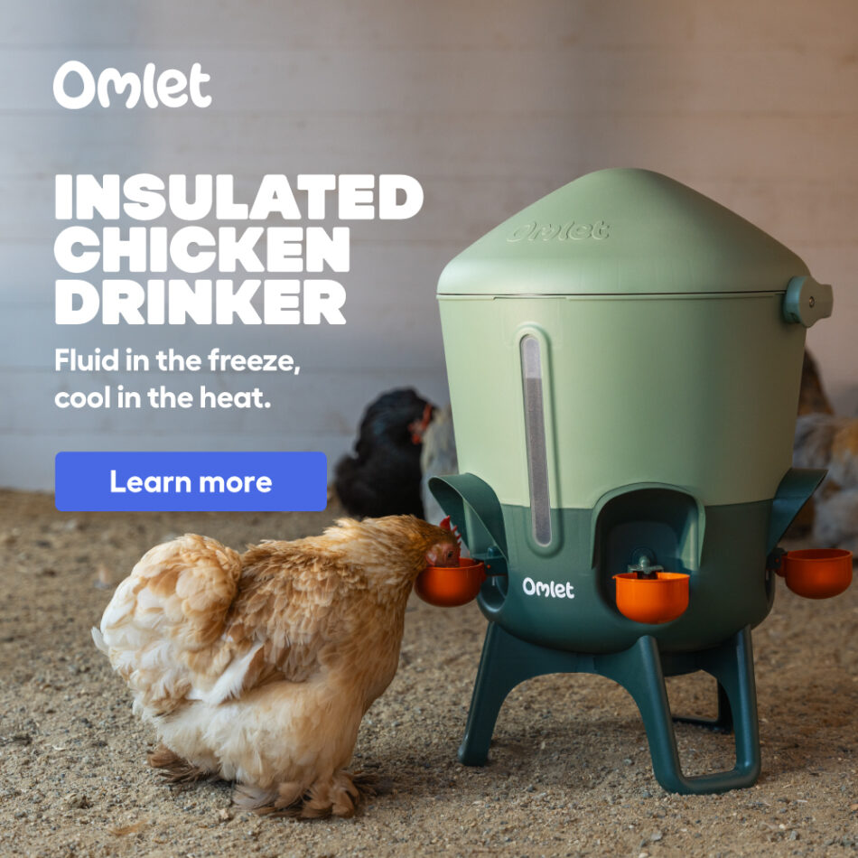 Advertisement for the Insulated Chicken Drinker