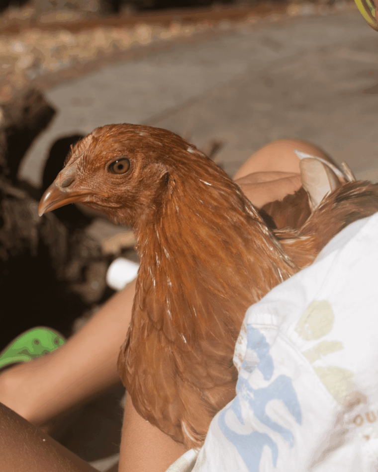 Chicken in arm