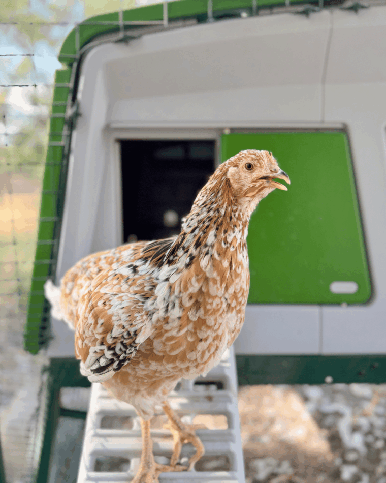 chicken stood on steps of Eglu Pro