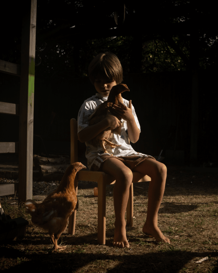 Chicken on lap of child with another chicken nearby