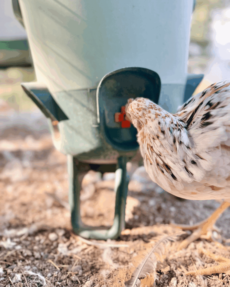chicken drinking from the Omlet Waterer