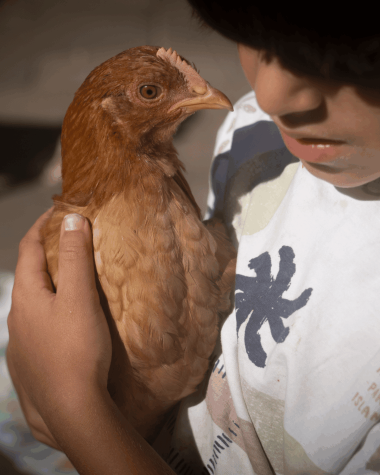 Chicken in child's arm