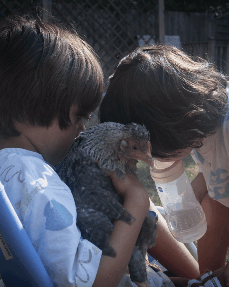 Chicken with two children
